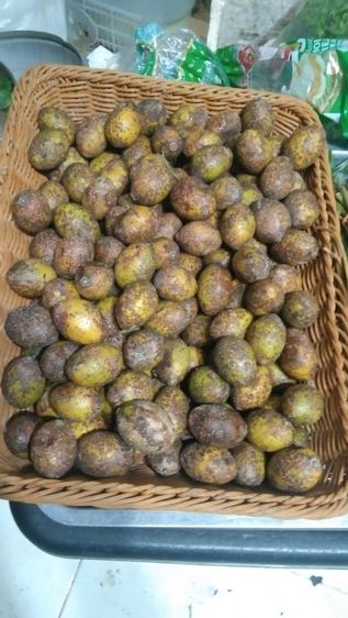 มะกอกป่า รูปที่ 3