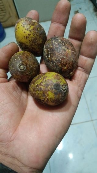 มะกอกป่า รูปที่ 2