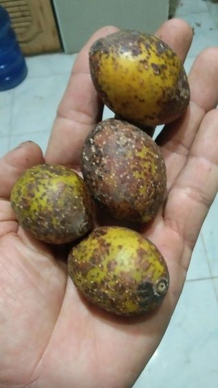 มะกอกป่า