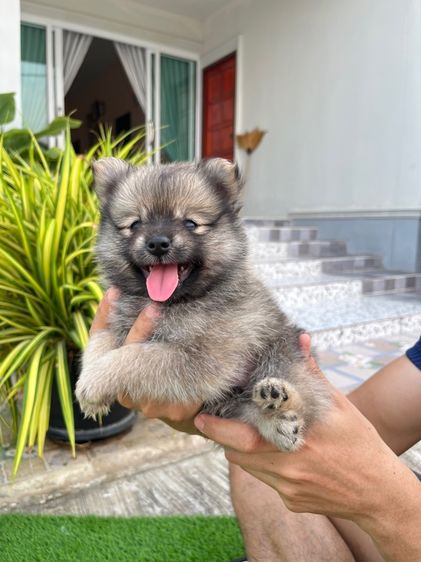 ปอมเมอเรเนียน รูปที่ 2