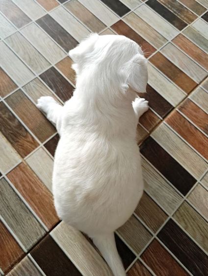 หาบ้านให้น้องๆค่ะ สนใจสอบถามได้ค่ะ ราคาไม่แรง รูปที่ 3