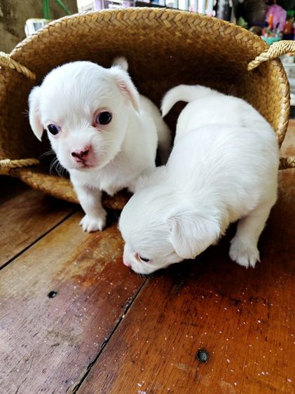 หาบ้านให้น้องๆค่ะ สนใจสอบถามได้ค่ะ ราคาไม่แรง รูปที่ 4