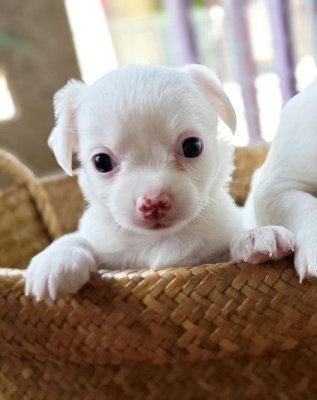 หาบ้านให้น้องๆค่ะ สนใจสอบถามได้ค่ะ ราคาไม่แรง รูปที่ 2