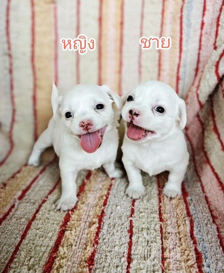 หาบ้านให้น้องๆค่ะ สนใจสอบถามได้ค่ะ ราคาไม่แรง