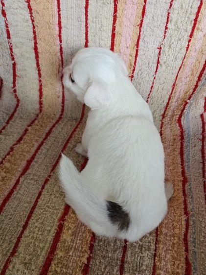 หาบ้านให้น้องๆค่ะ สนใจสอบถามได้ค่ะ ราคาไม่แรง รูปที่ 5