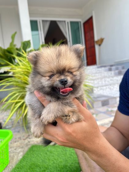 สุนัขปอมเมอเรเนียน รูปที่ 2