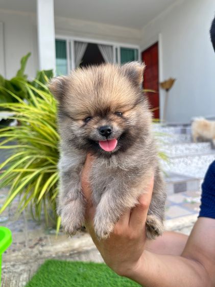 สุนัขปอมเมอเรเนียน