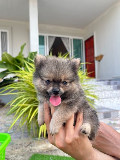 สุนัขปอมเมอเรเนียน รูปที่ 3