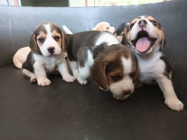 บีเกิ้ล รูปที่ 4