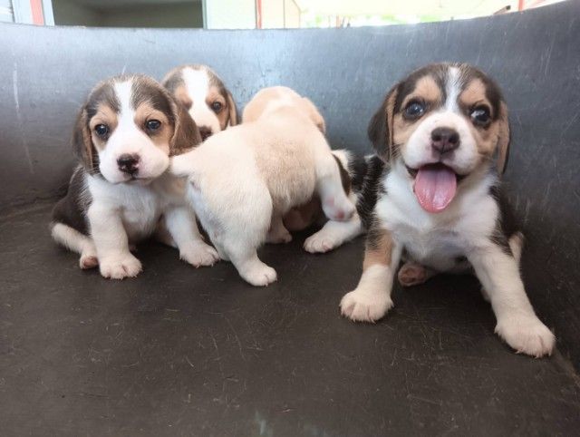 บีเกิ้ล รูปที่ 5