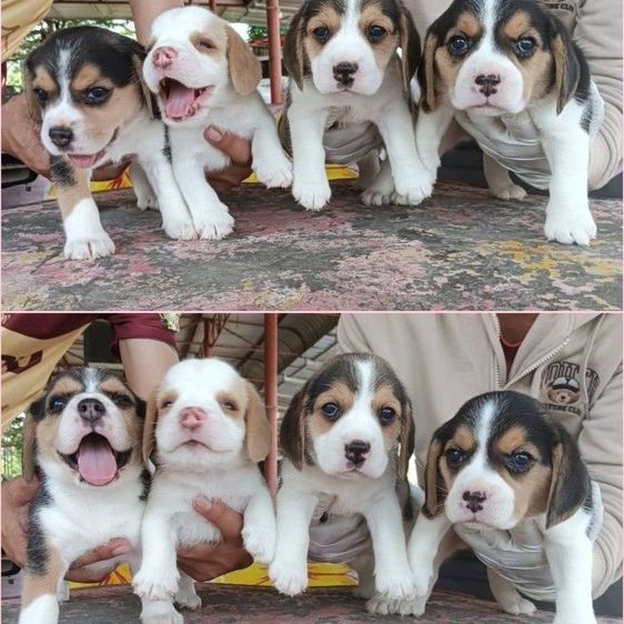 บีเกิ้ล