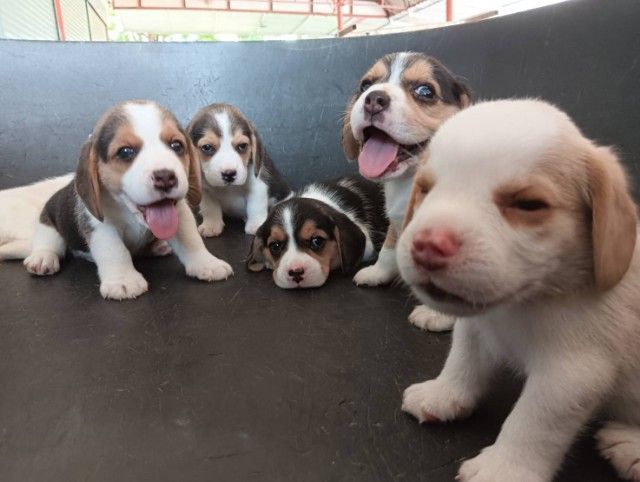 บีเกิ้ล รูปที่ 6