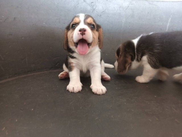 บีเกิ้ล รูปที่ 9