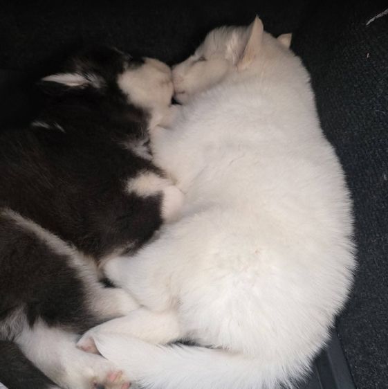 ไซบีเรียน สีขาว ตาสีฟ้า เพศเมีย  รูปที่ 3