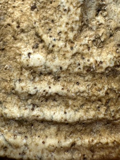 พระสมเด็จวัดระฆังพิมพ์เส้นด้าย ส่งตามรูป (25) รูปที่ 7