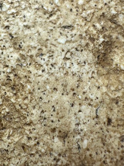 พระสมเด็จวัดระฆังพิมพ์เส้นด้าย ส่งตามรูป (25) รูปที่ 8