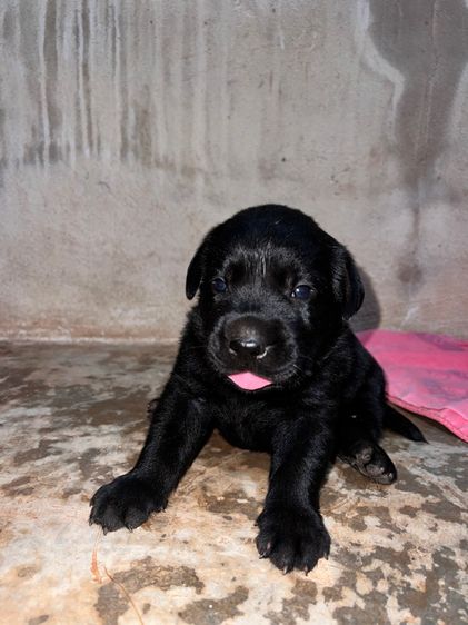 น้องหมา ลาบาดอร์ รูปที่ 4