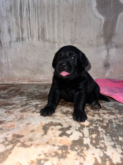 น้องหมา ลาบาดอร์ รูปที่ 2