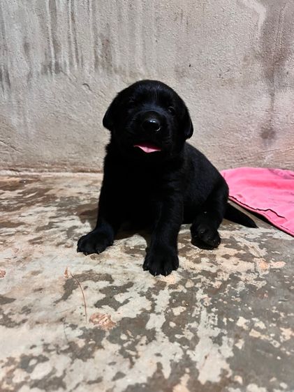 ลาบราดอร์ (Labrador) เล็ก น้องหมา ลาบาดอร์