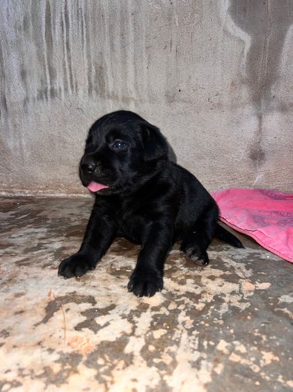 น้องหมา ลาบาดอร์ รูปที่ 3