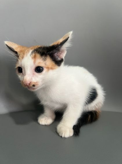 แมวไทยสามสีนำโชค รูปที่ 3