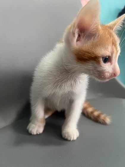 แมวไทยสามสีนำโชค รูปที่ 7