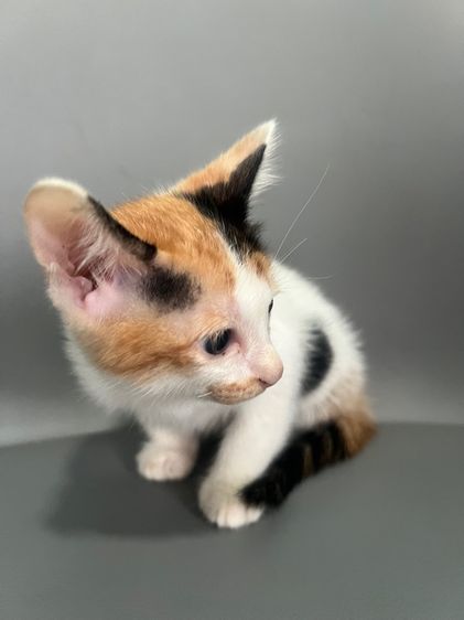 แมวไทยสามสีนำโชค รูปที่ 2