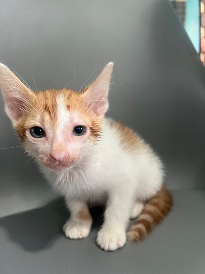 แมวไทยสามสีนำโชค รูปที่ 6