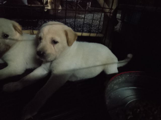 ลาบาดอแท้ รูปที่ 3