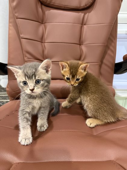 บริติช ชอร์ตแฮร์ (British Shorthair) บริติช ช็อตแฮร์ พ่อแม่ wcf