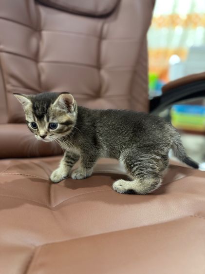 บริติช ช็อตแฮร์ พ่อแม่ wcf รูปที่ 6