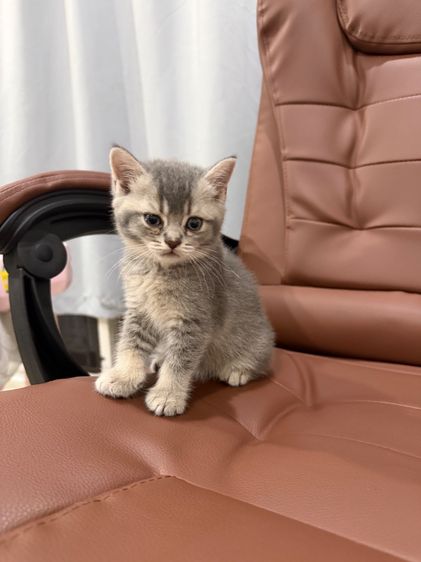 บริติช ช็อตแฮร์ พ่อแม่ wcf รูปที่ 5