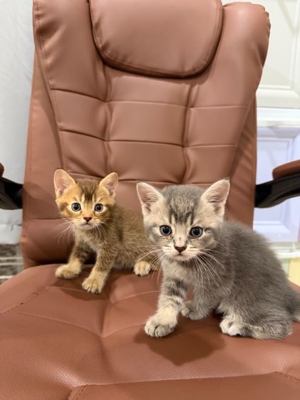 บริติช ช็อตแฮร์ พ่อแม่ wcf รูปที่ 3