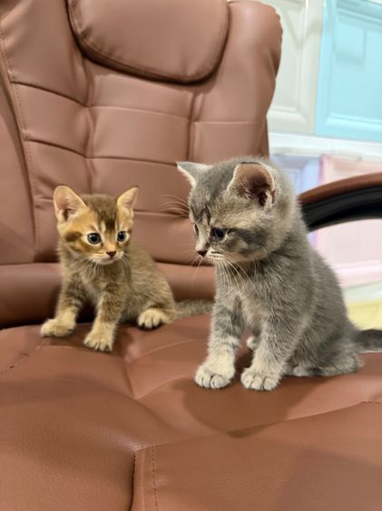 บริติช ช็อตแฮร์ พ่อแม่ wcf รูปที่ 2