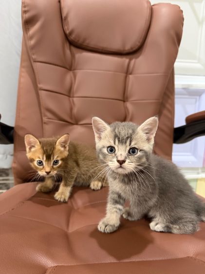 บริติช ช็อตแฮร์ พ่อแม่ wcf รูปที่ 4