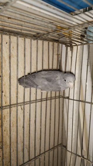 นกฟอพัส รูปที่ 4