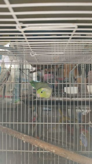 นกฟอพัส รูปที่ 3