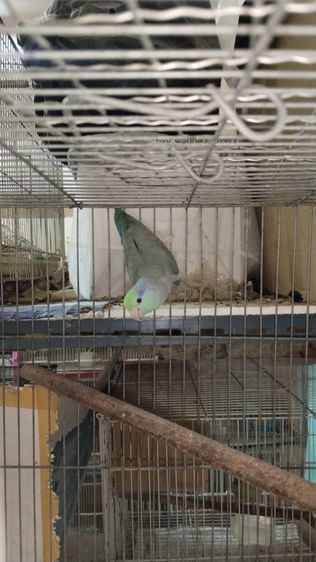 นกฟอพัส รูปที่ 5