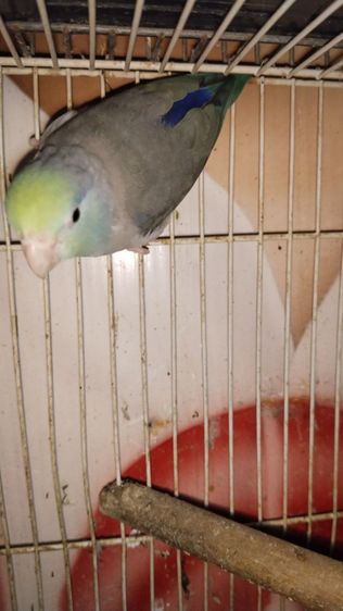 นกฟอพัส รูปที่ 2