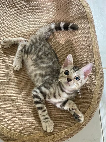 เบงกอล (Bengal House Cat) ลูกแมวเบงกอล สีSilver 