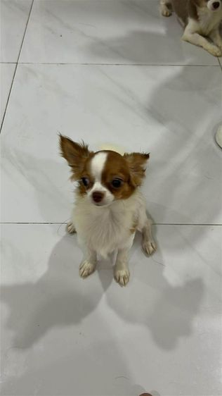 ชิวาว่า ขนยาว ผู้ รูปที่ 2