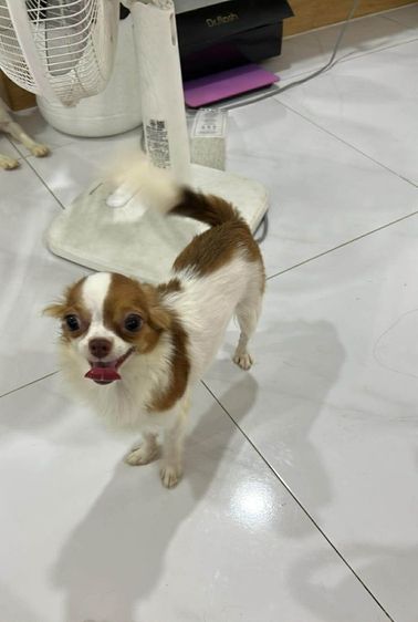 ชิวาวา (Chihuahua) เล็ก ชิวาว่า ขนยาว ผู้