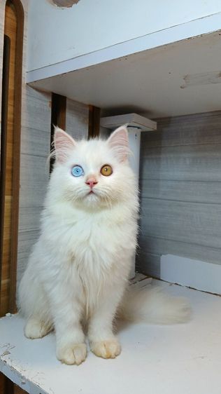 เปอร์เซีย (Persian) แมวเปอร์เซียตาสองสี เพศเมีย อายุ2เดือนครึ่งขี้อ้อนติดคนไม่หวงตัว วัคซีนแล้ว1เข็มก่อนย้ายตรวจหัดแมวฟรีรับประกันเอดส์แมวกับรูคีเมียคะ