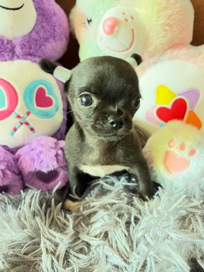 ชิวาวา (Chihuahua) เล็ก ลูกชิวาวา