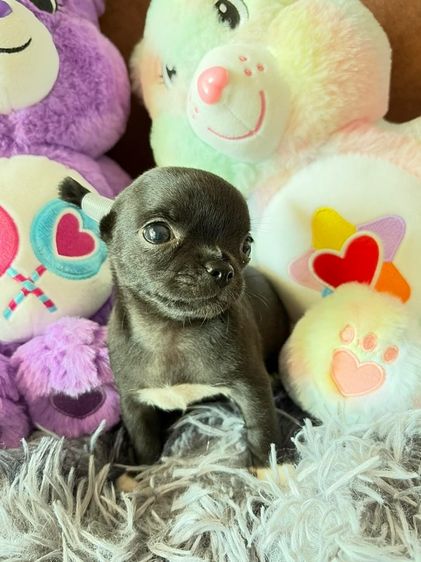 ลูกชิวาวา รูปที่ 2