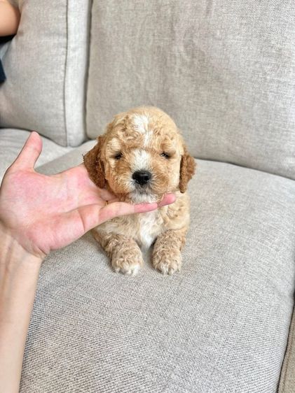 ปอมเมอเรเนียน (Pomeranian) เล็ก ราคาพิเศษค่ะ