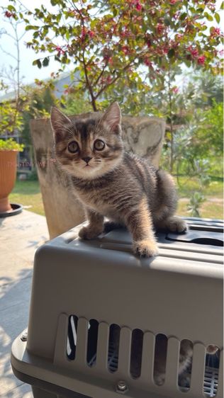 แมวสก๊อตติชแท้ มีใบเพดscfc รูปที่ 2