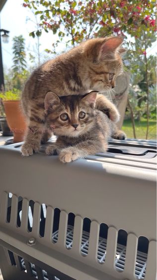 แมวสก๊อตติชแท้ มีใบเพดscfc รูปที่ 4