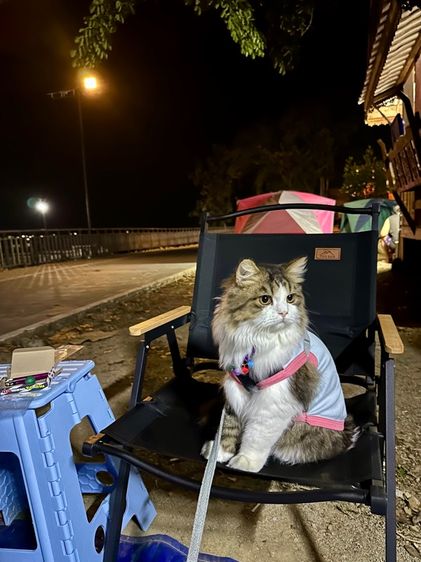 สก็อตติช โฟลด์ (Scottish Fold) แมวสก็อตติช