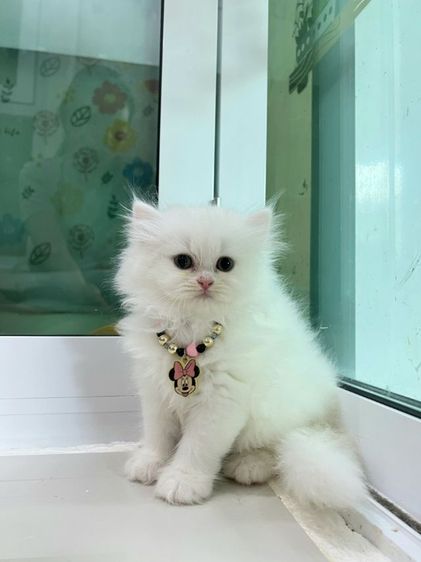 ดญ.สก็อตติช รูปที่ 3